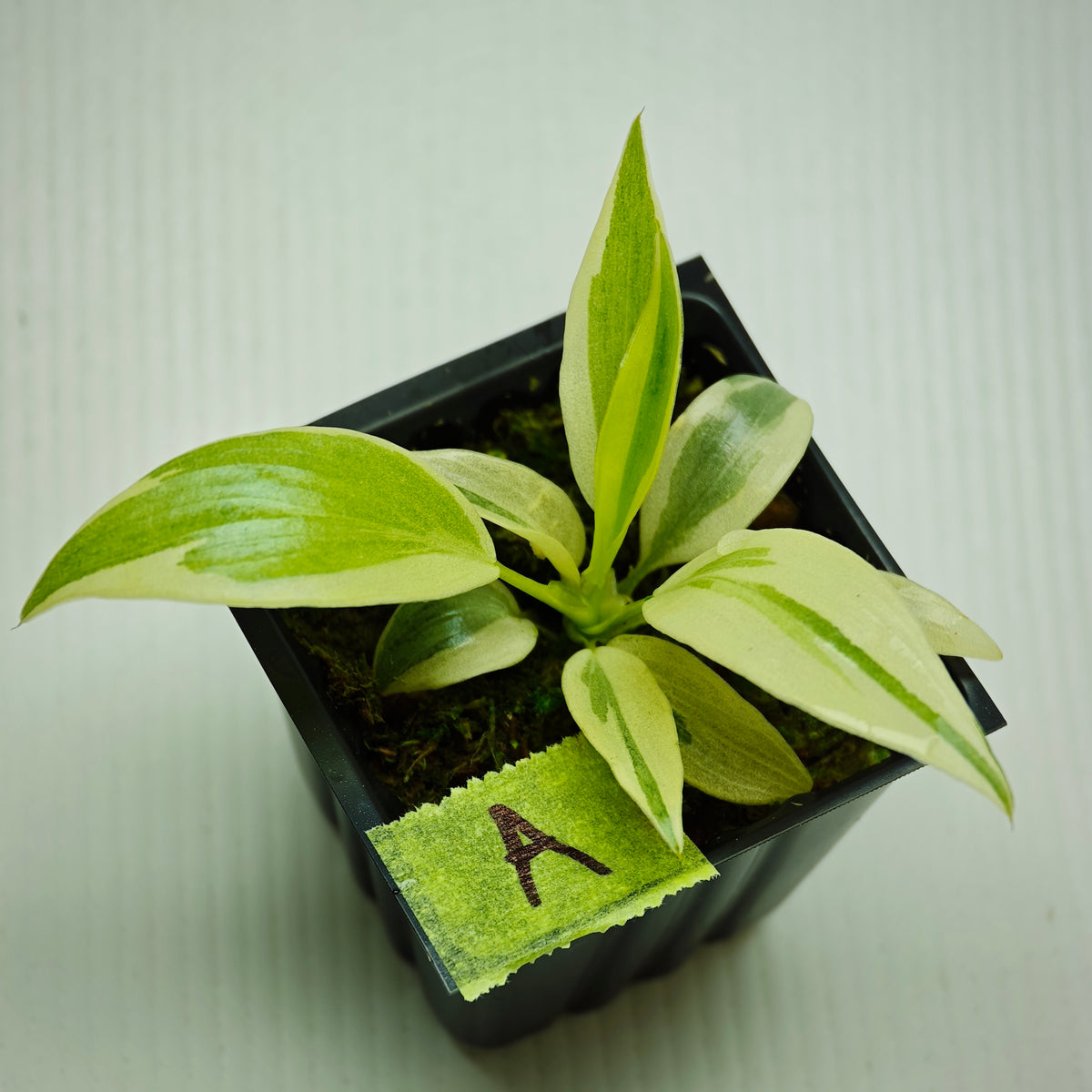 Philodendron longilobatum Albo Variegated