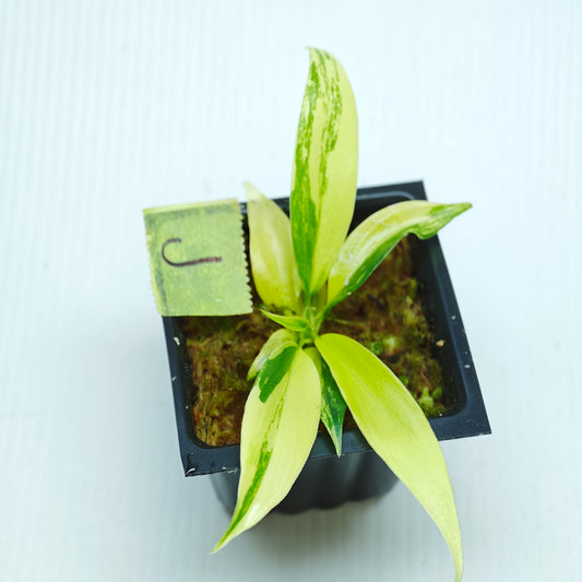 Philodendron Golden Dragon Aurea Variegated