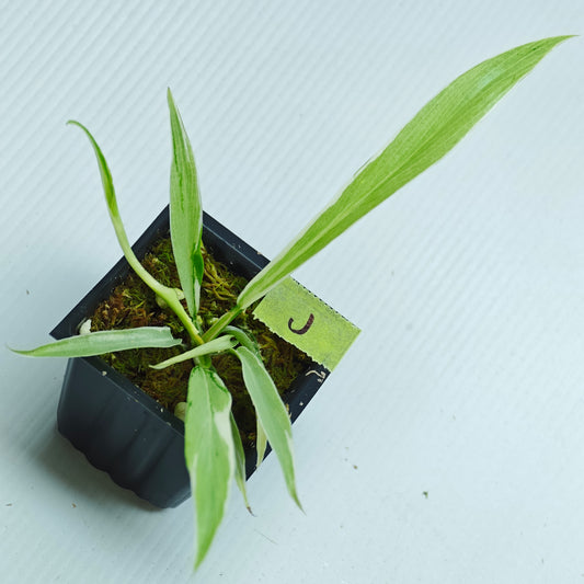 Philodendron tortum Albo Variegated