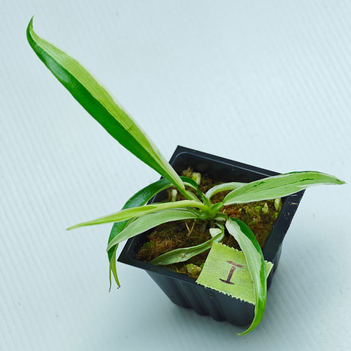 Philodendron tortum Albo Variegated