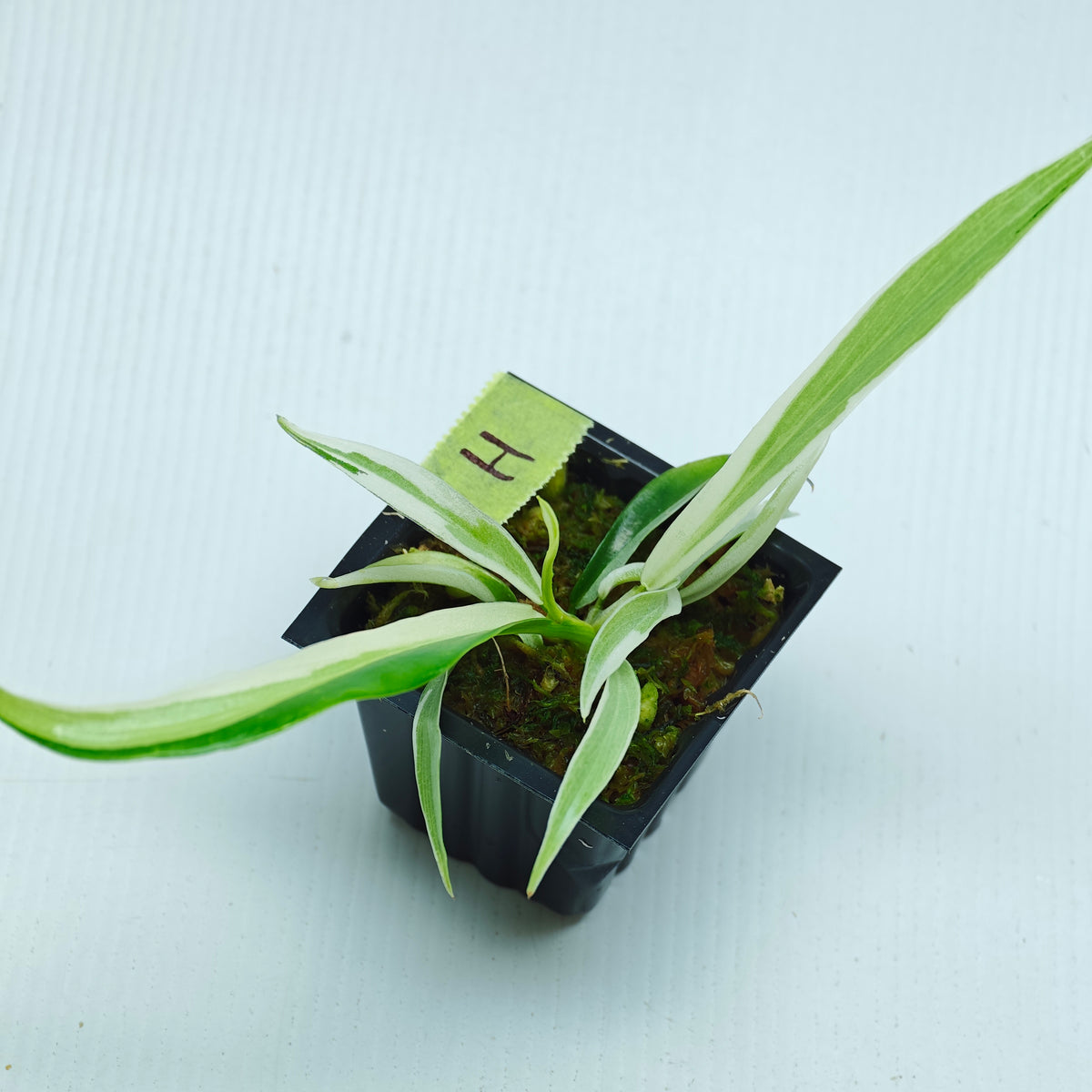 Philodendron tortum Albo Variegated
