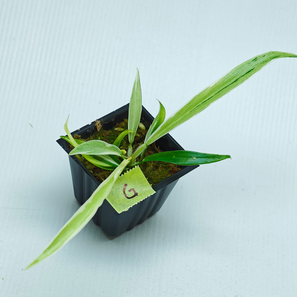 Philodendron tortum Albo Variegated