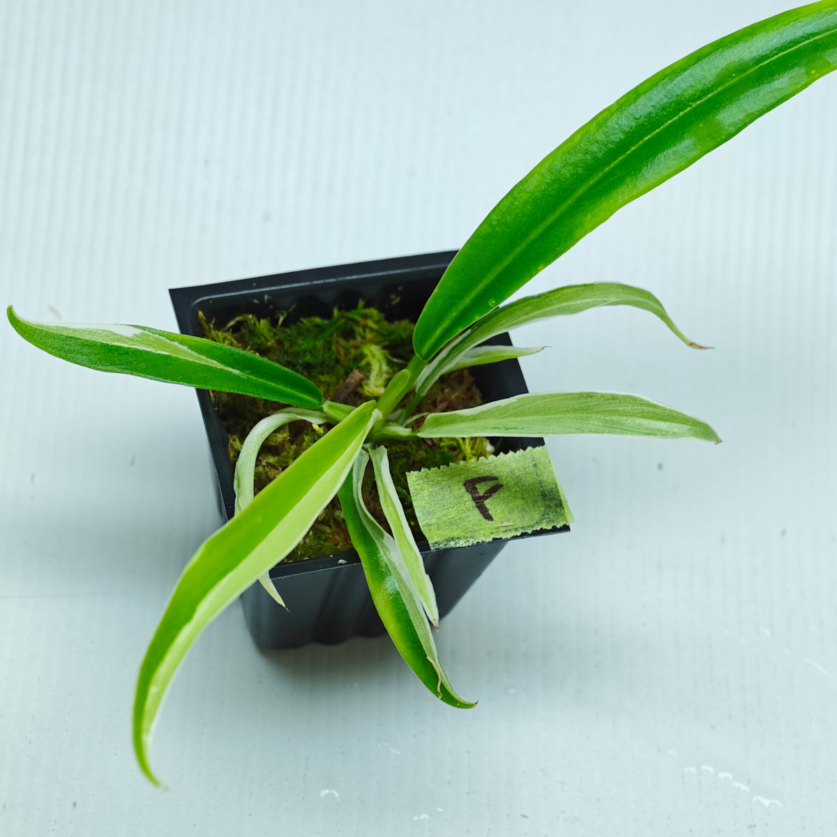 Philodendron tortum Albo Variegated