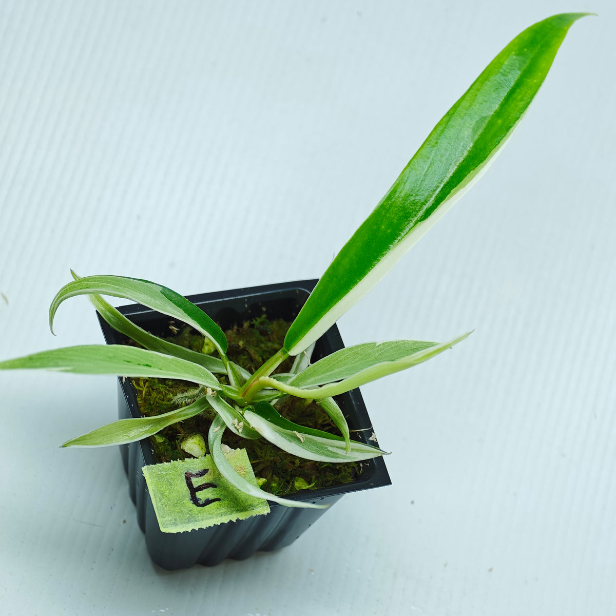 Philodendron tortum Albo Variegated