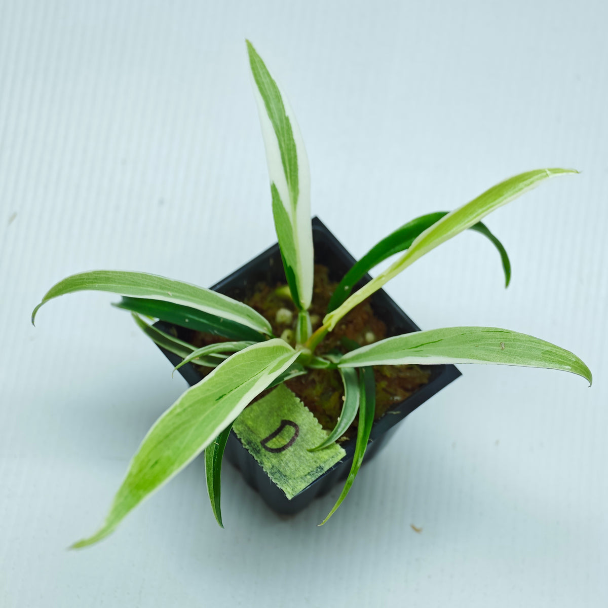 Philodendron tortum Albo Variegated