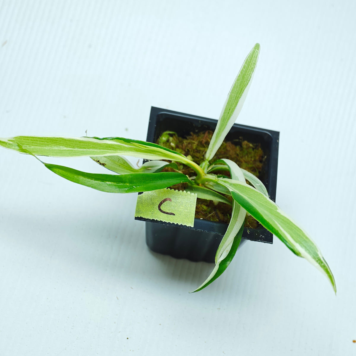 Philodendron tortum Albo Variegated