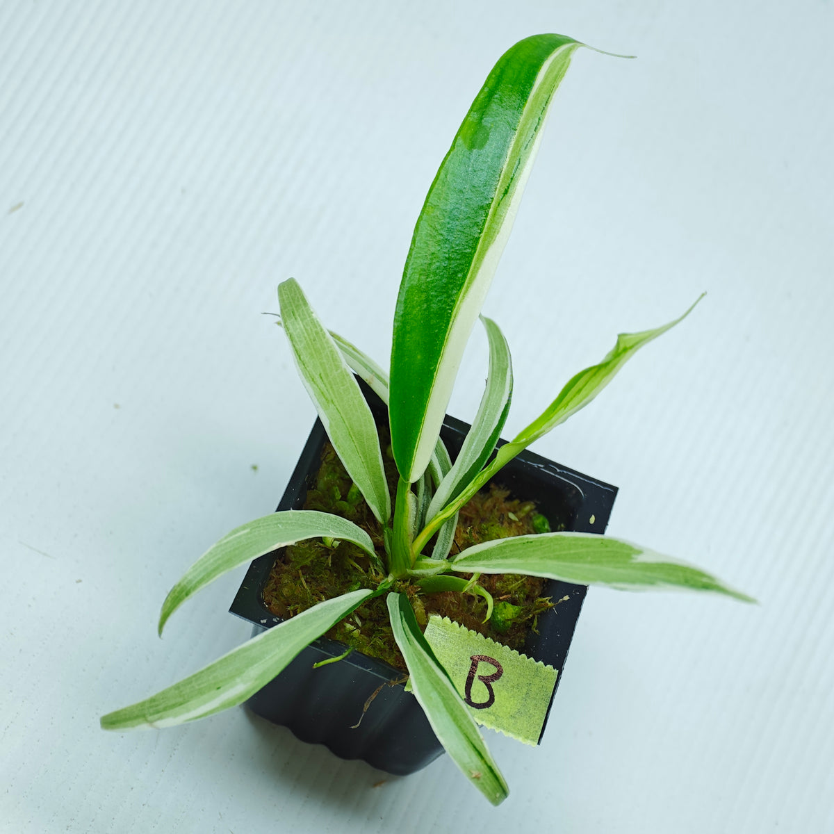 Philodendron tortum Albo Variegated
