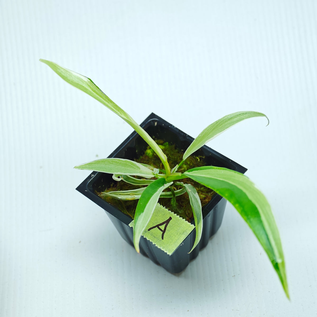 Philodendron tortum Albo Variegated
