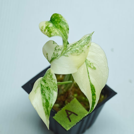 Monstera Legacy