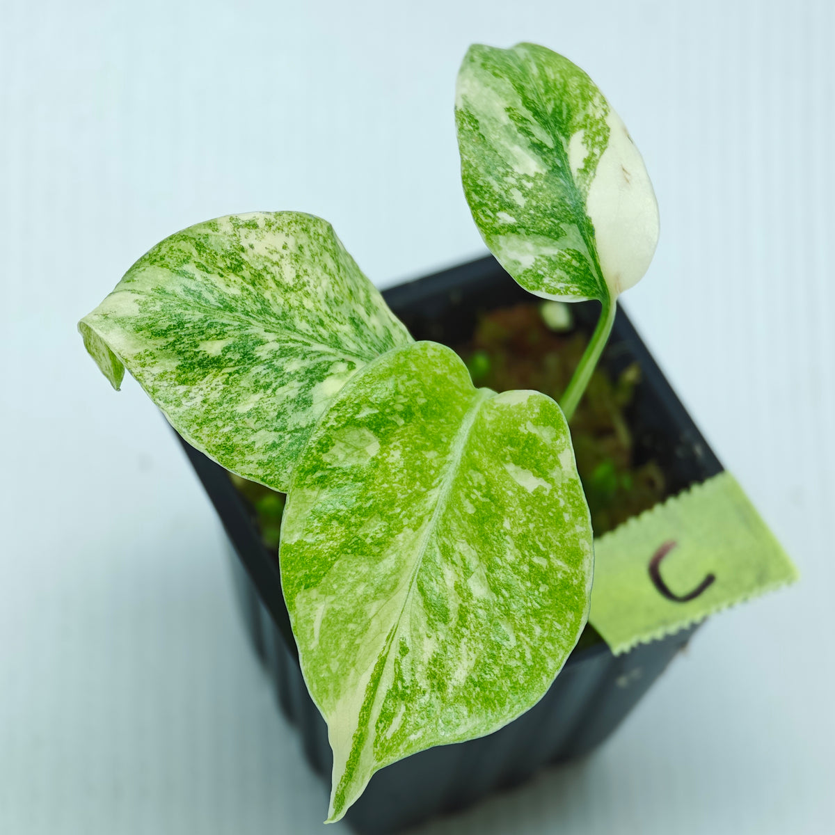 Monstera Legacy