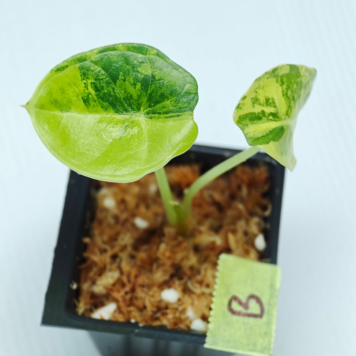 Alocasia chaii Aurea Variegated