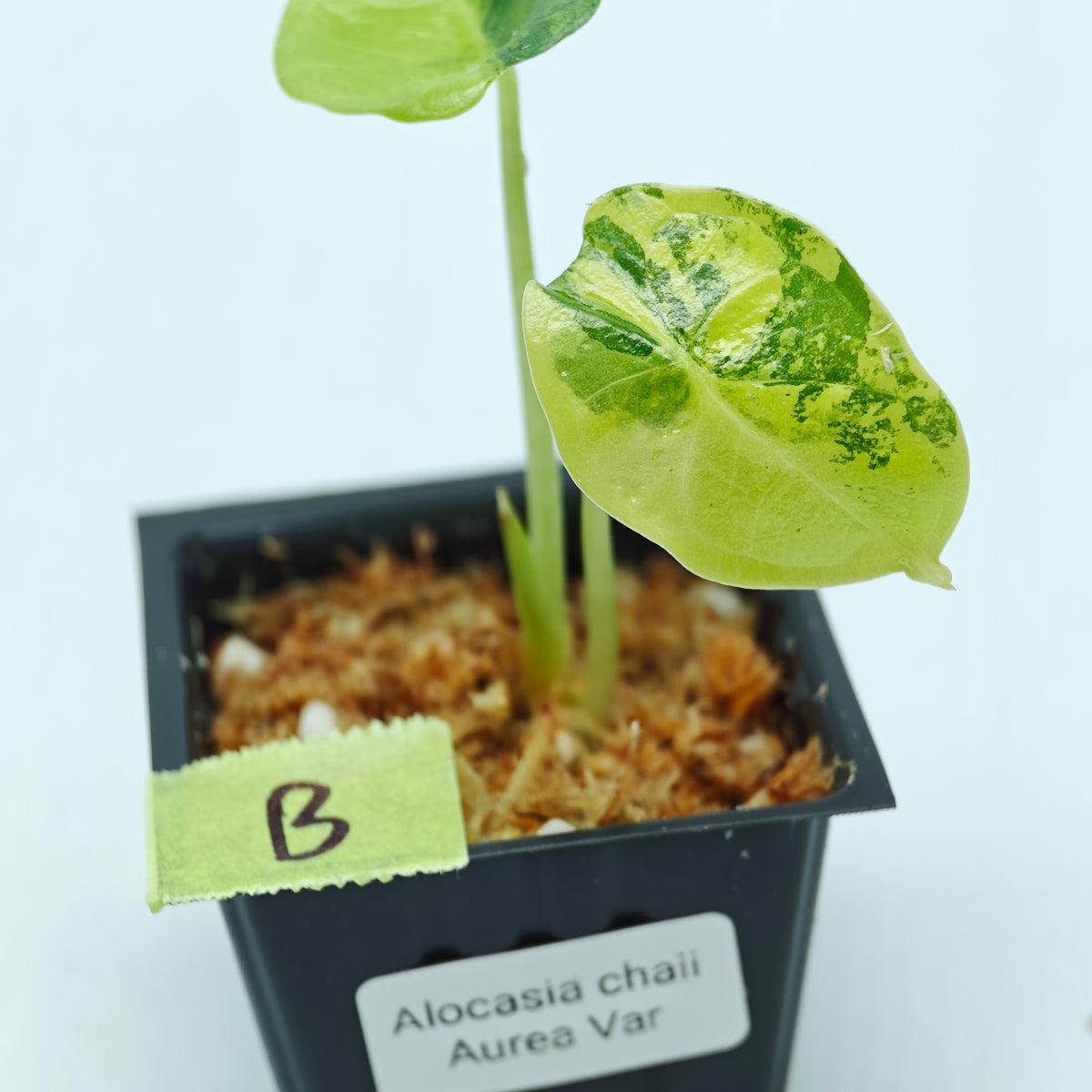 Alocasia chaii Aurea Variegated