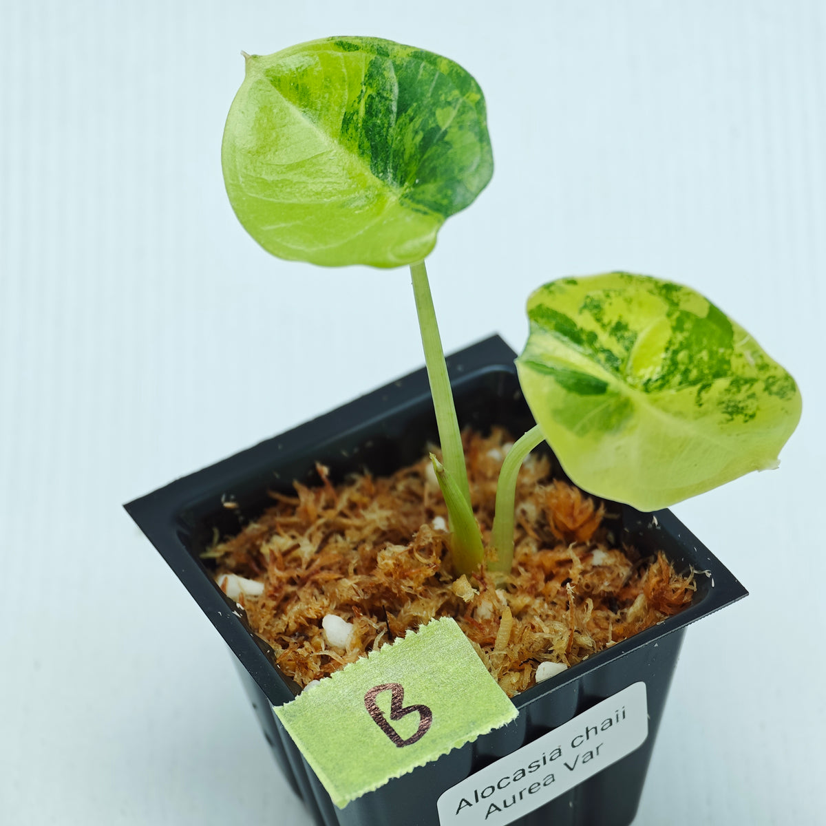 Alocasia chaii Aurea Variegated