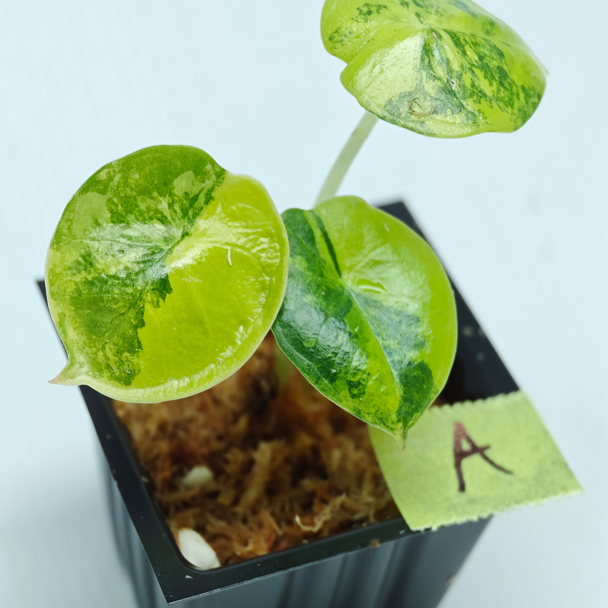 Alocasia chaii Aurea Variegated