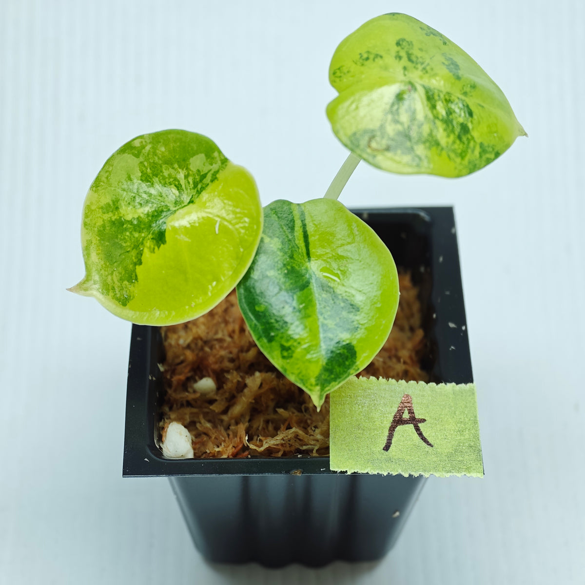 Alocasia chaii Aurea Variegated