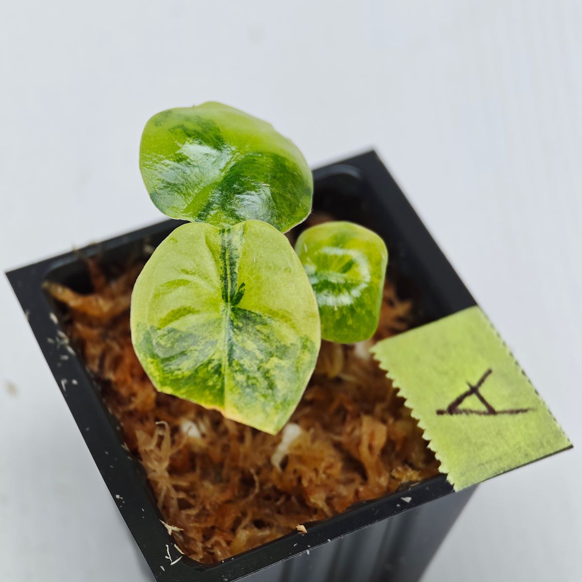 Alocasia infernalis Aurea Variegated