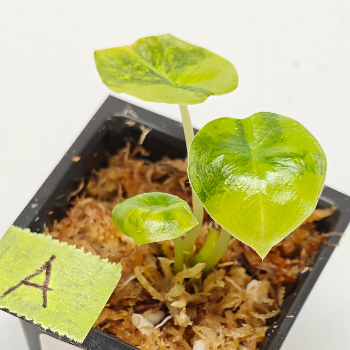 Alocasia infernalis Aurea Variegated