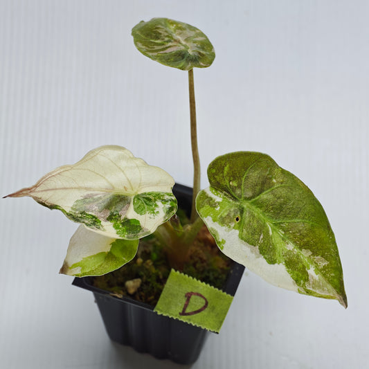 Alocasia wentii Albo/Pink Variegated