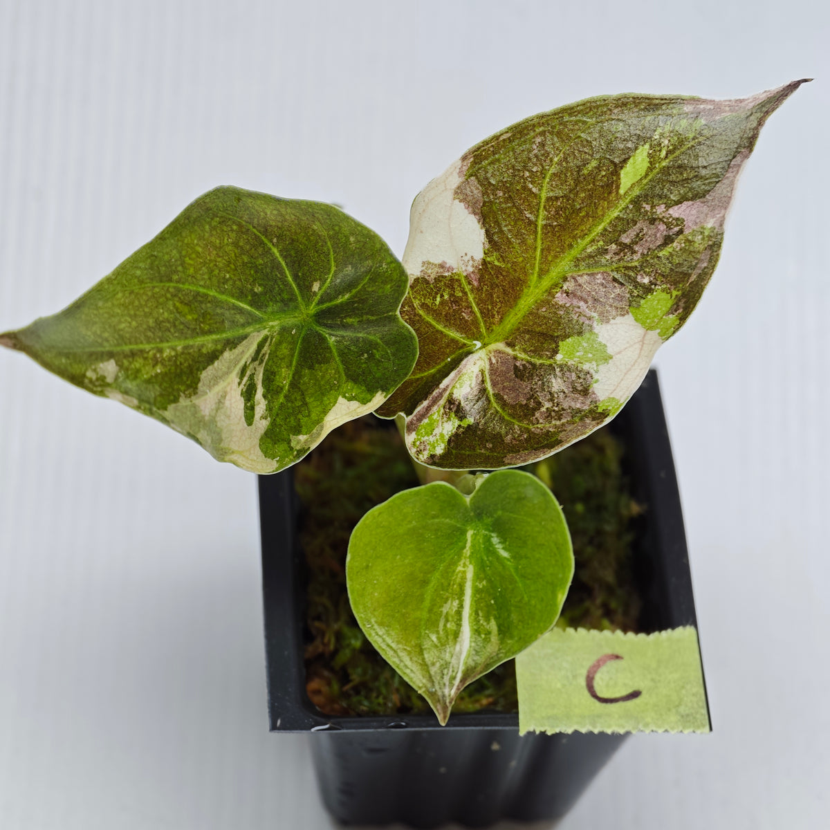 Alocasia wentii Albo/Pink Variegated