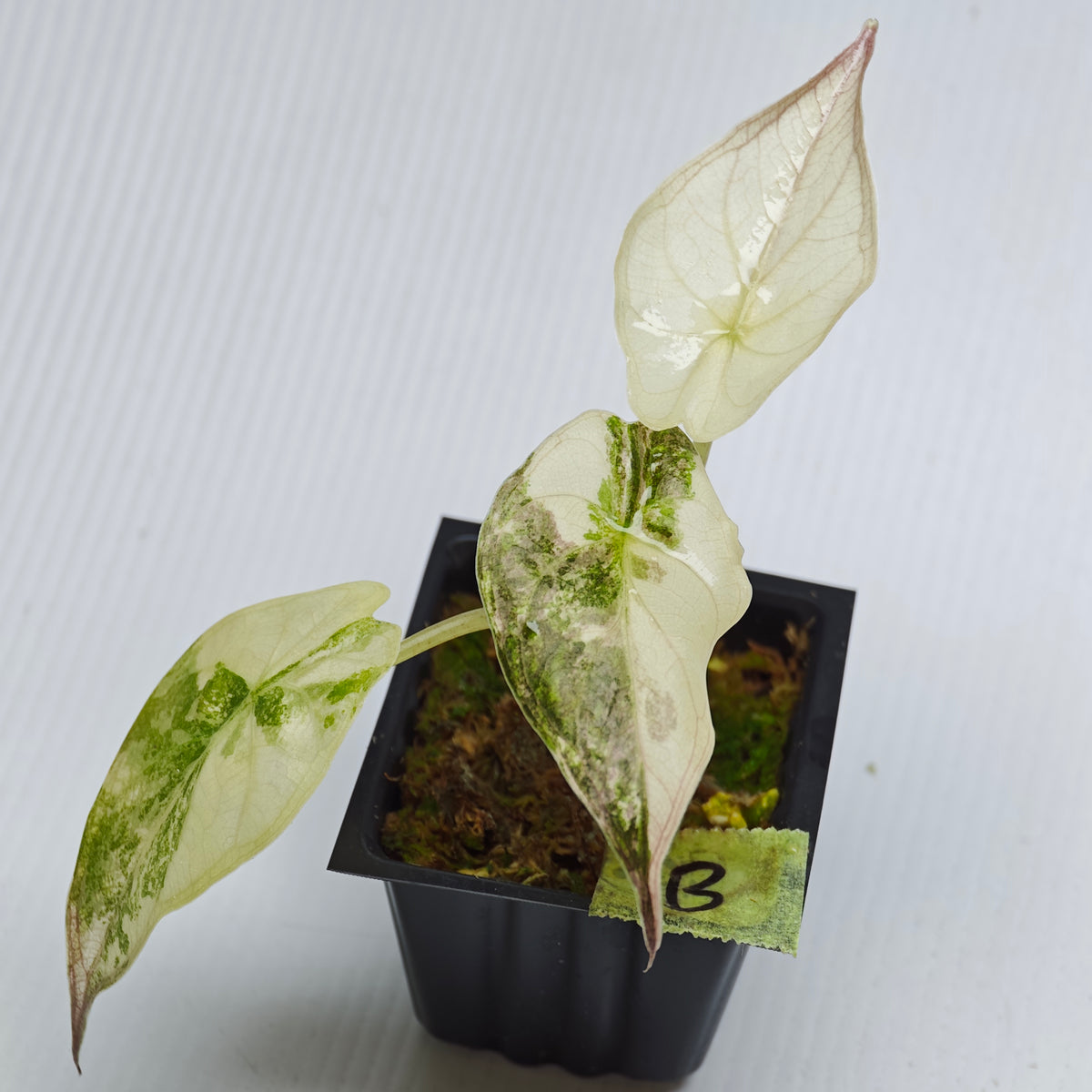 Alocasia wentii Albo/Pink Variegated