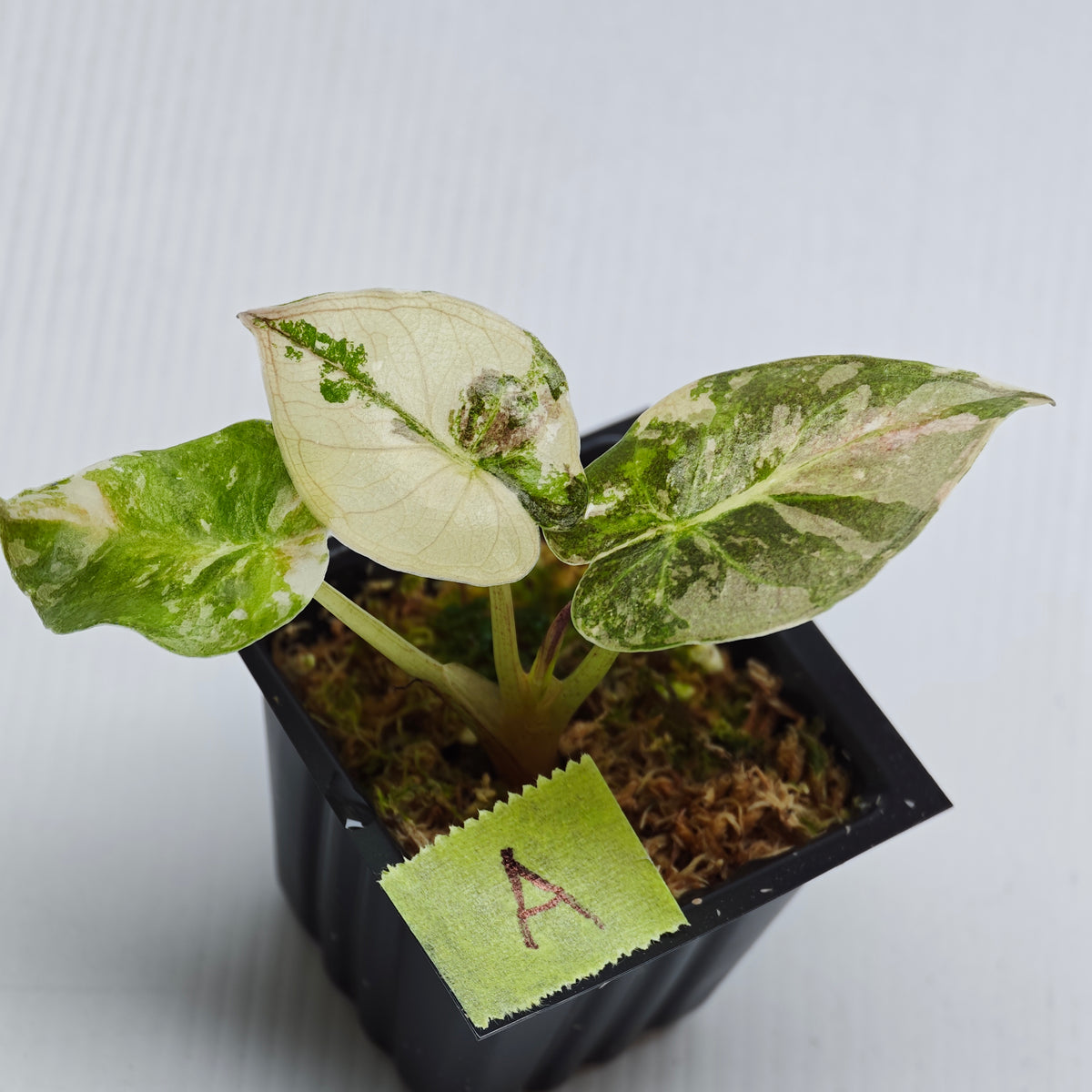 Alocasia wentii Albo/Pink Variegated