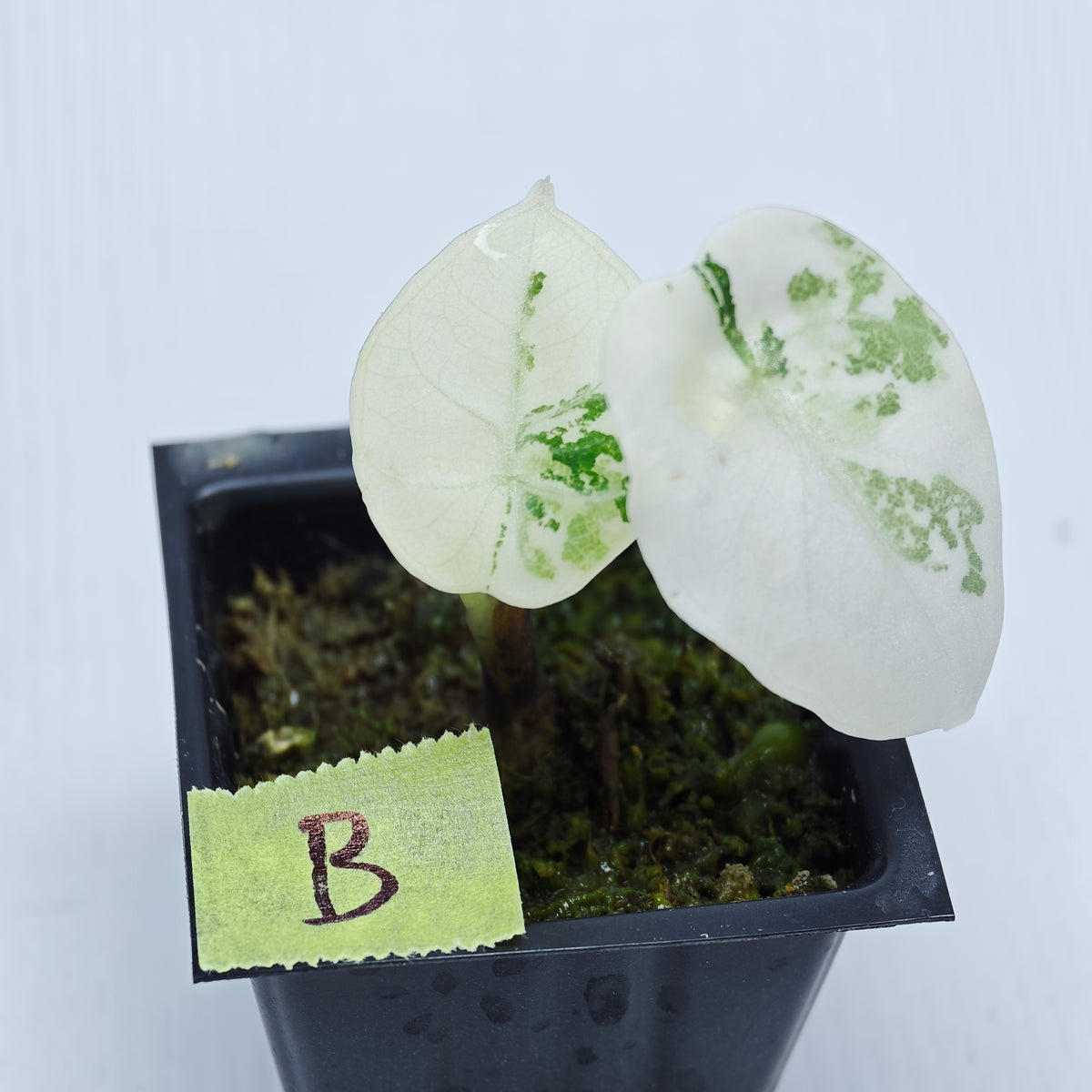 Alocasia Ninja Albo Variegated