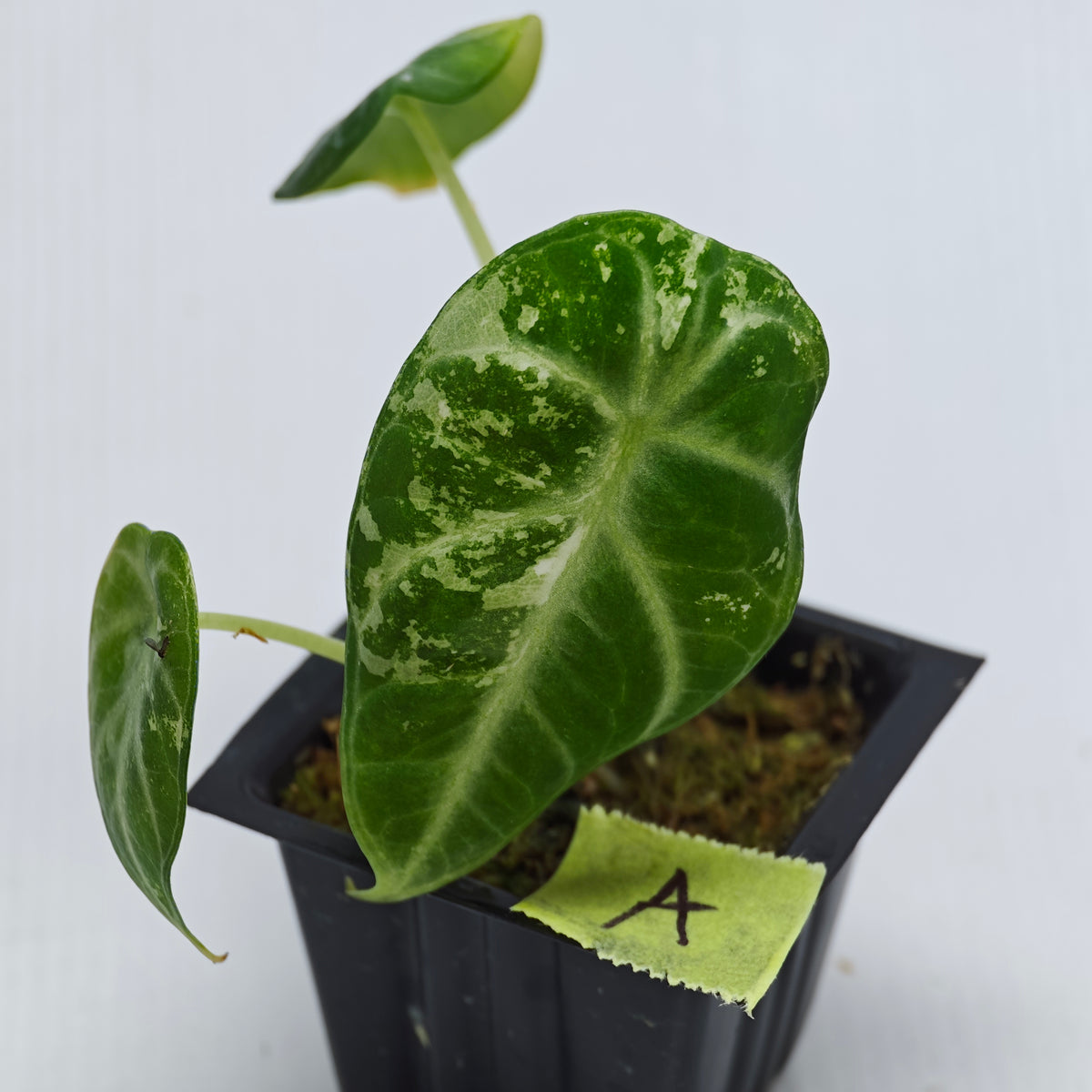 Alocasia Ninja Albo Variegated