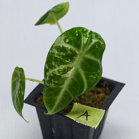 Alocasia Ninja Albo Variegated