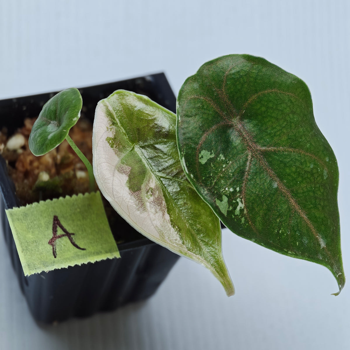 Alocasia azlanii Pink variegated