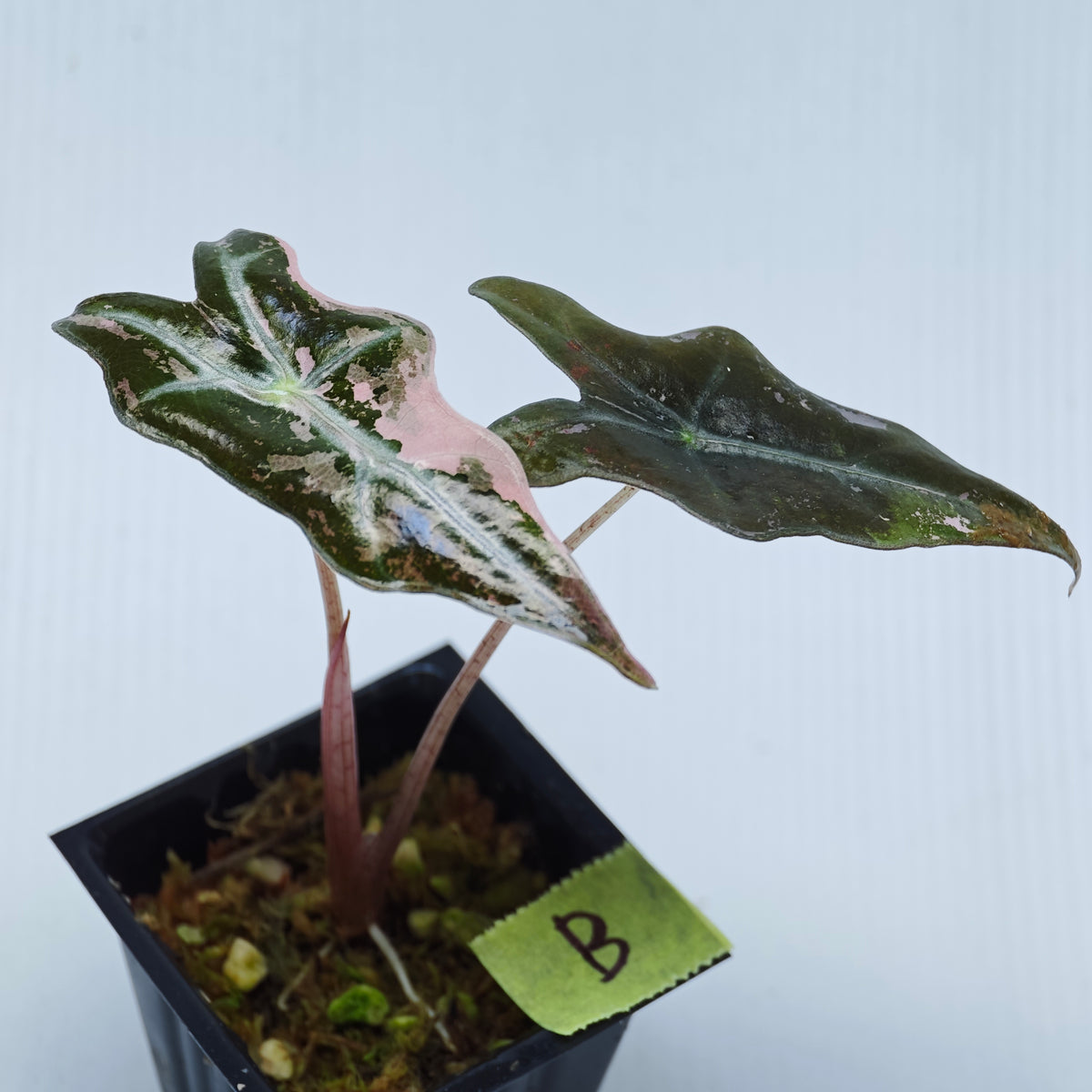 Alocasia sanderiana "Nobilis" Pink Variegated
