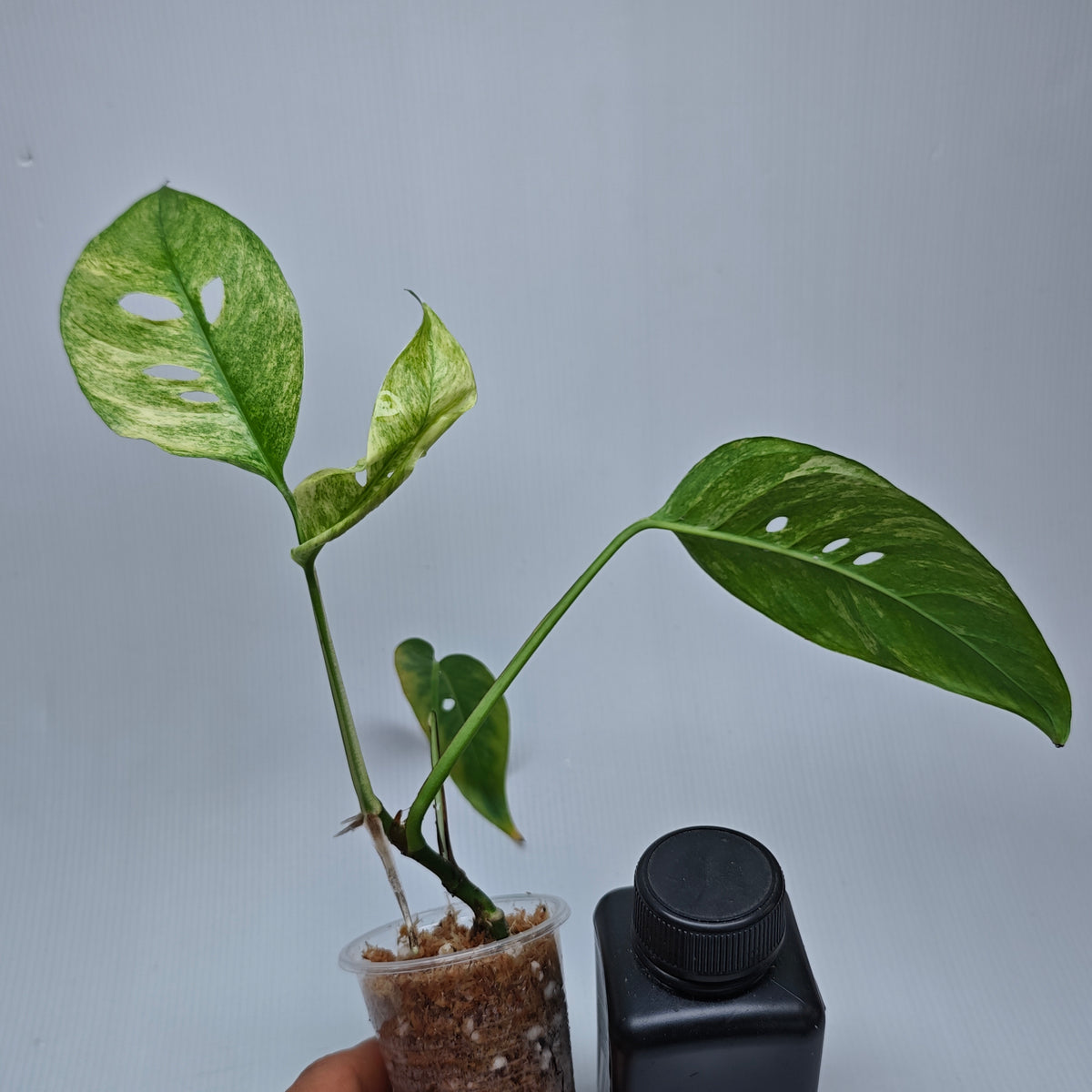 Monstera adansonii ssp laniata Mint variegated