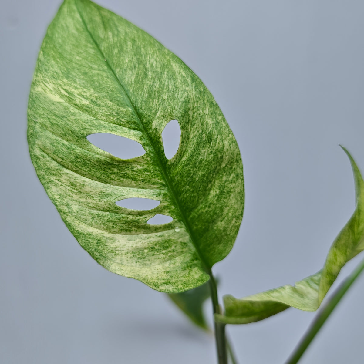 Monstera adansonii ssp laniata Mint variegated