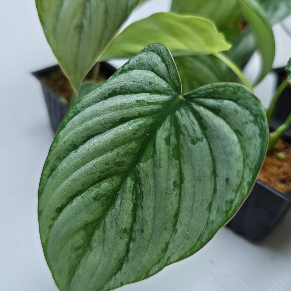 Philodendron mamei x P. brandtianum