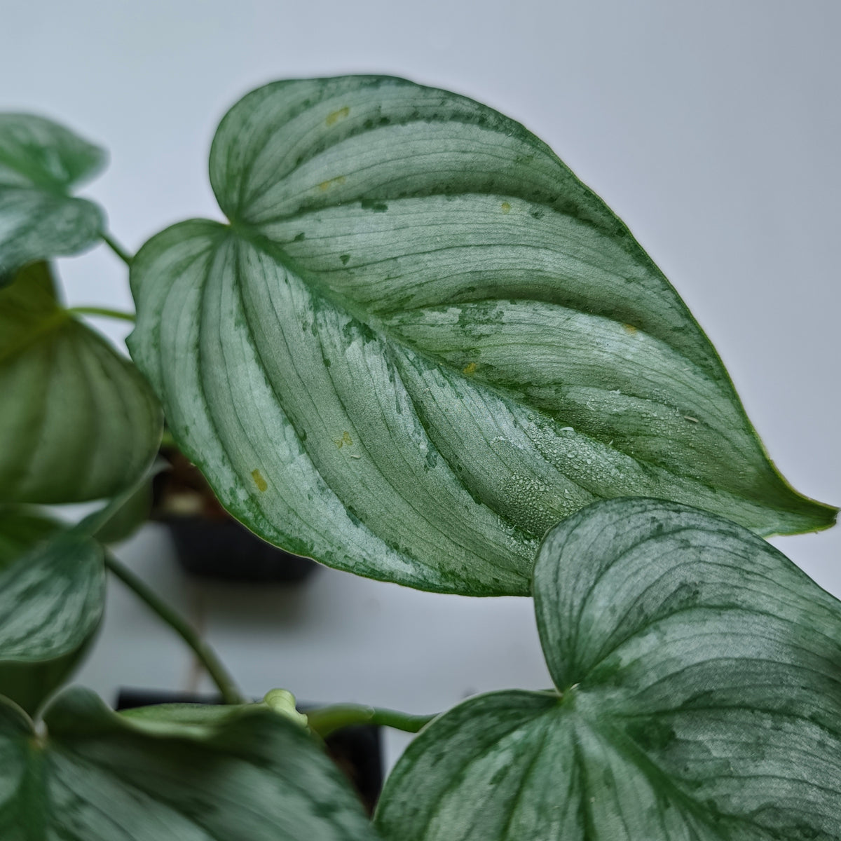 Philodendron mamei x P. brandtianum
