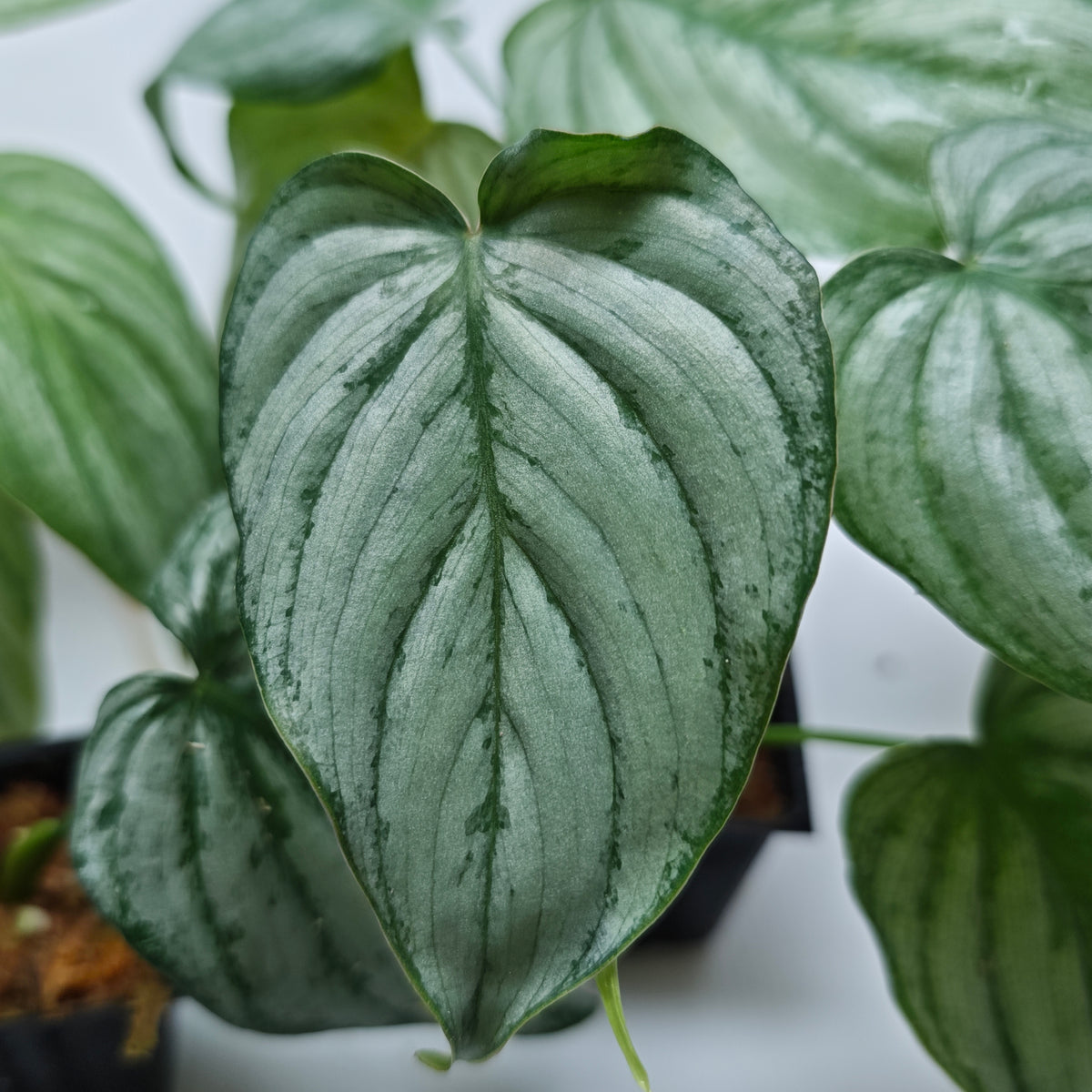 Philodendron mamei x P. brandtianum