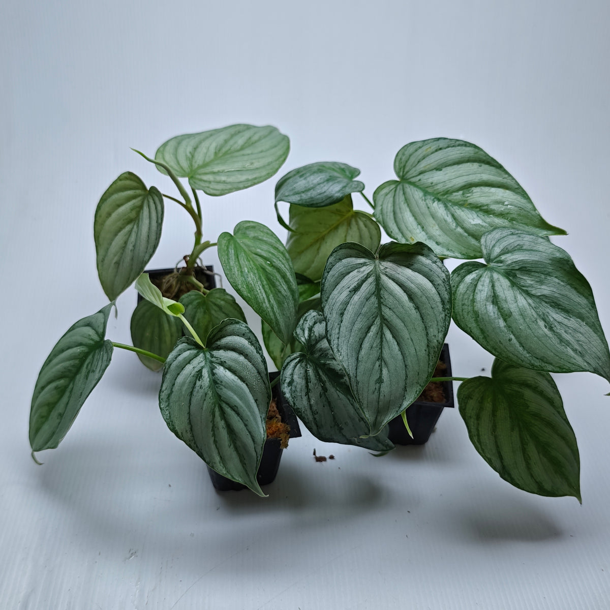 Philodendron mamei x P. brandtianum