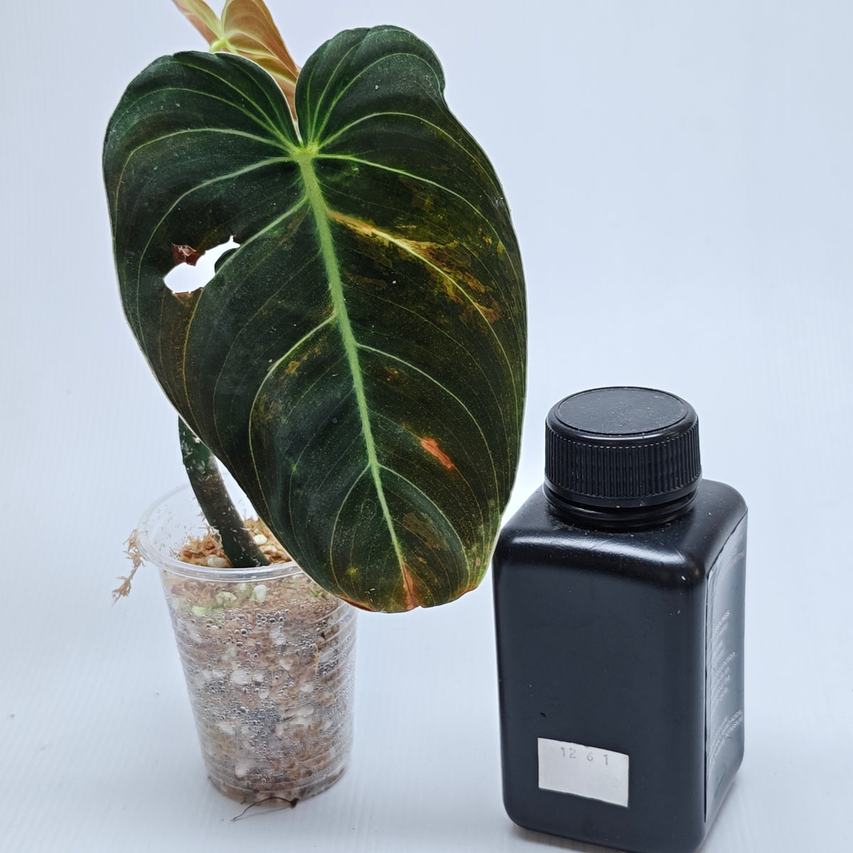 Philodendron melanochrysum variegated