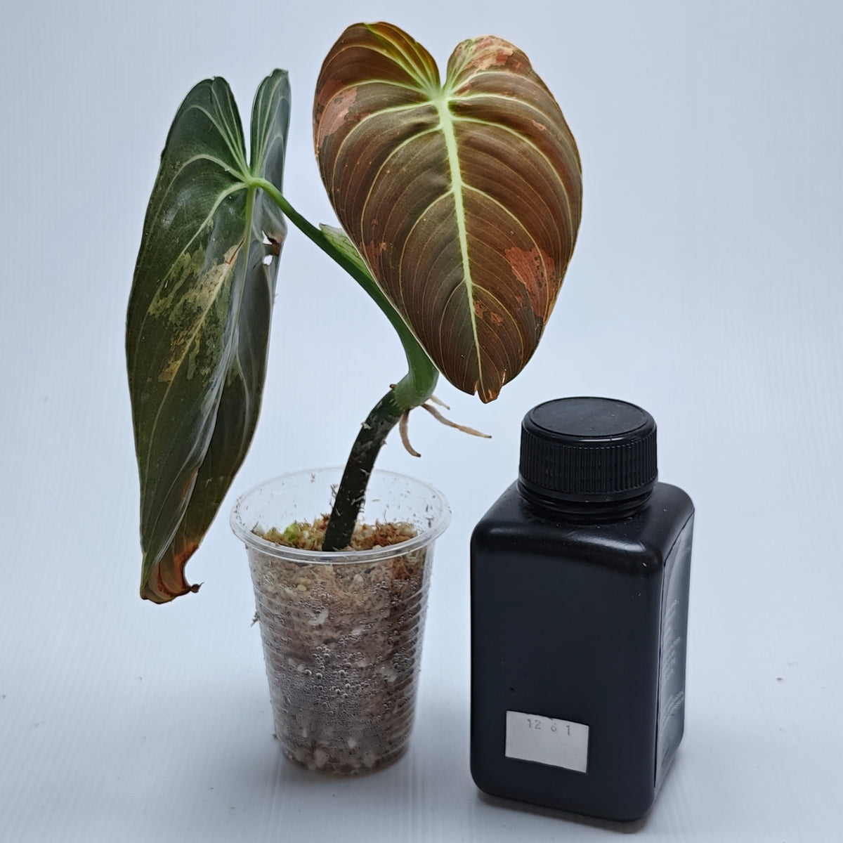 Philodendron melanochrysum variegated