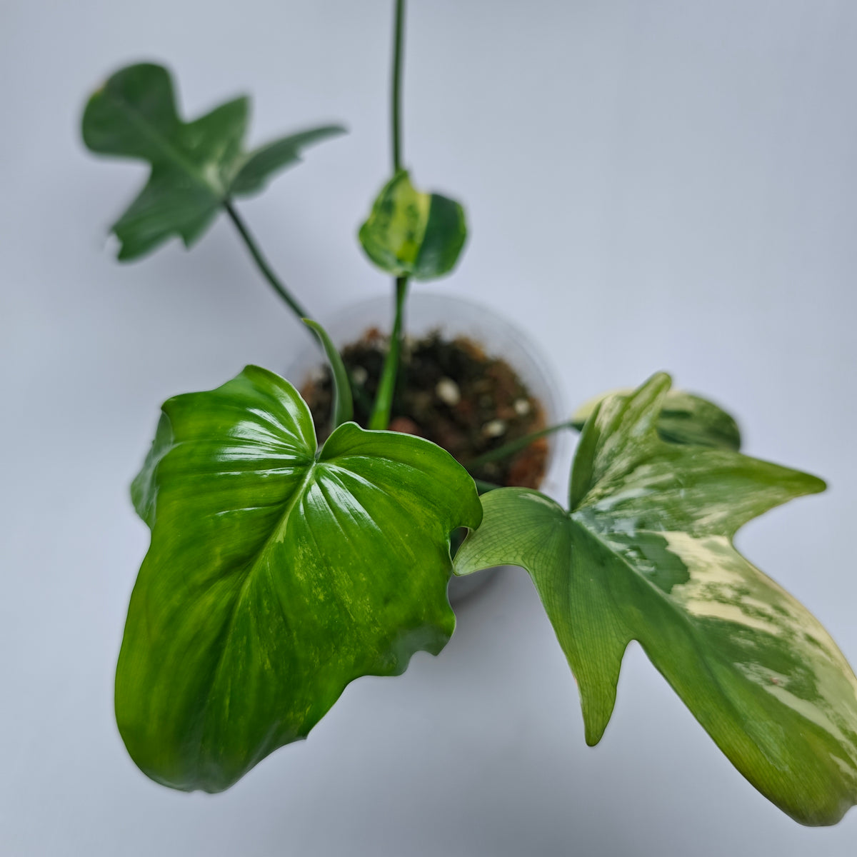Philodendron pedatum Variegated