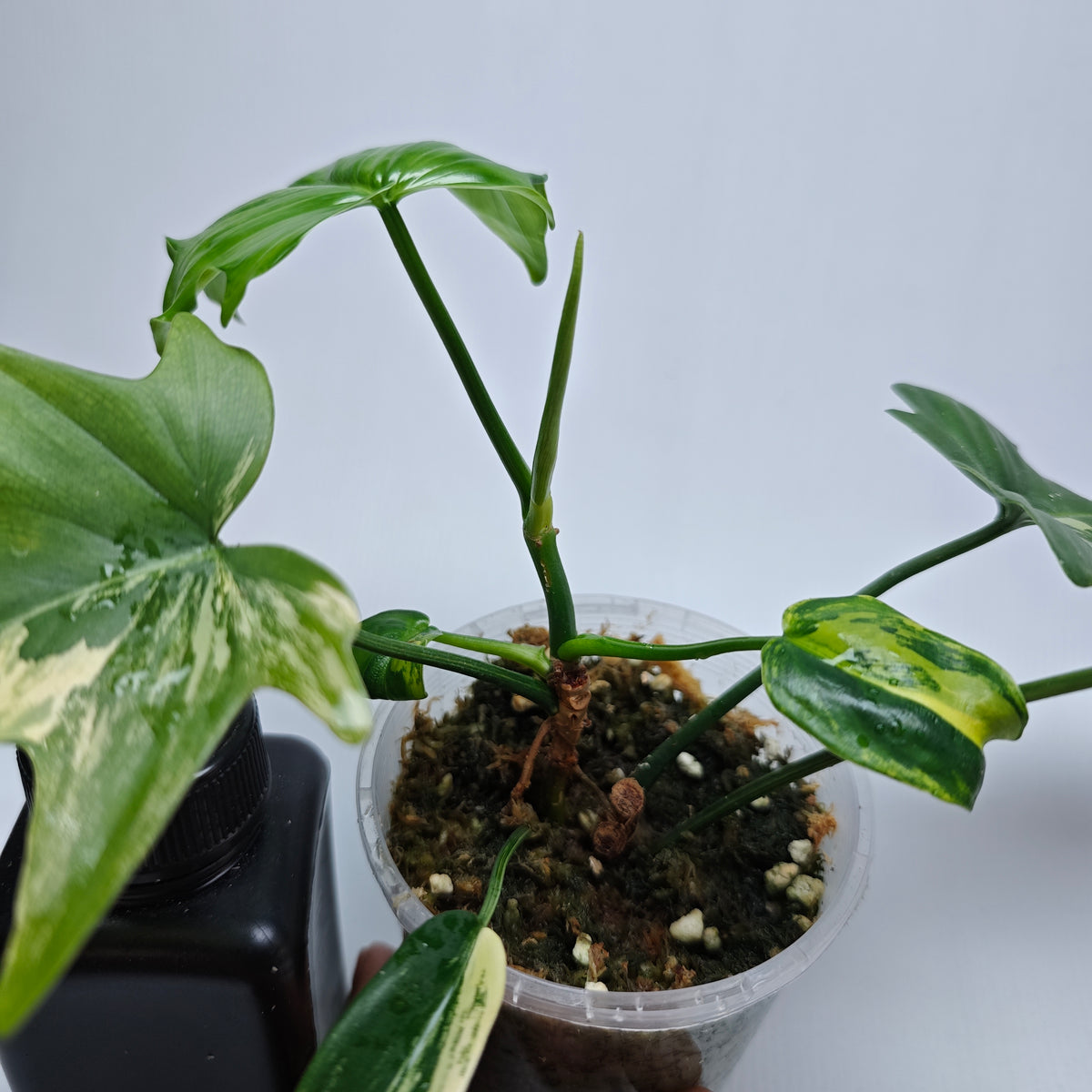 Philodendron pedatum Variegated