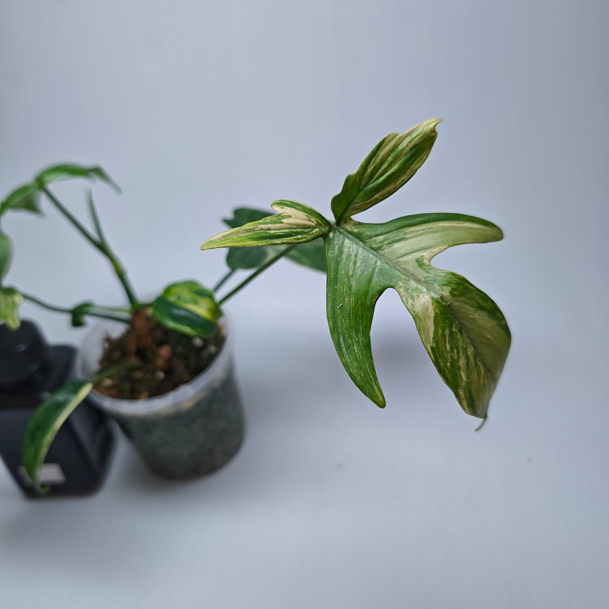 Philodendron pedatum Variegated
