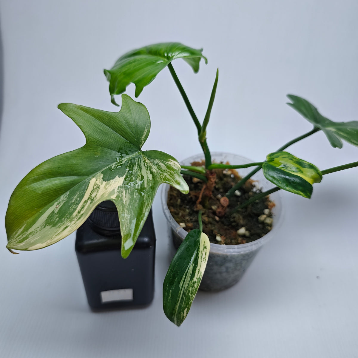 Philodendron pedatum Variegated