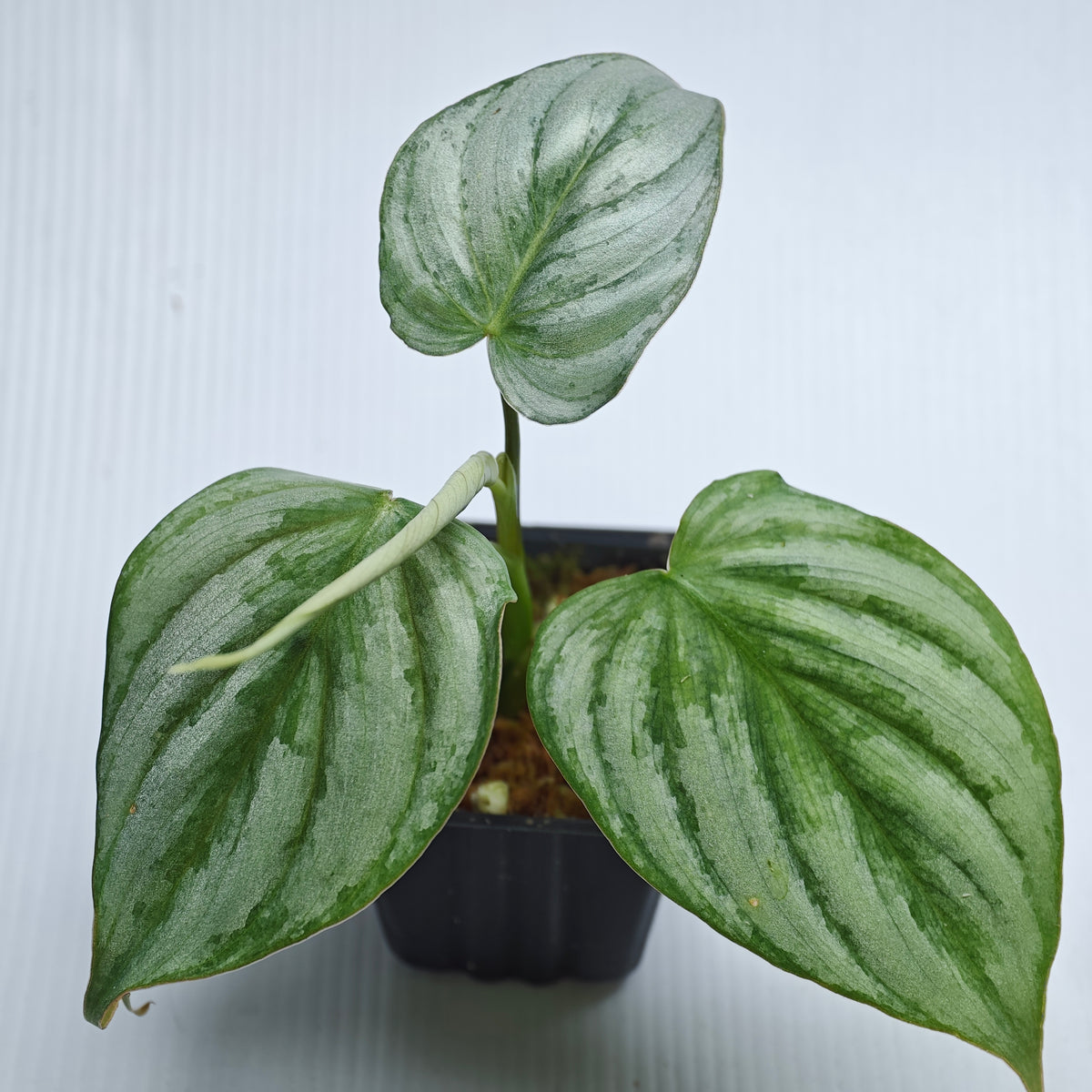 Philodendron mamei x P. brandtianum
