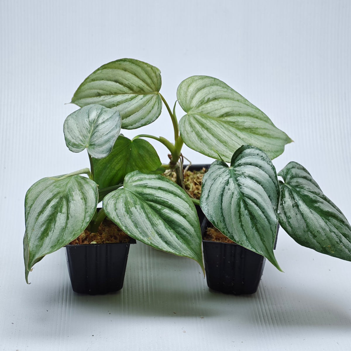 Philodendron mamei x P. brandtianum