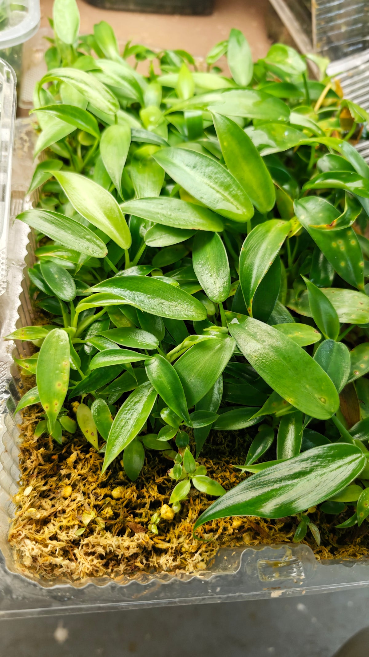 💚FREE PLANT Philodendron Jose Buono x P. martianum Bare Rooted