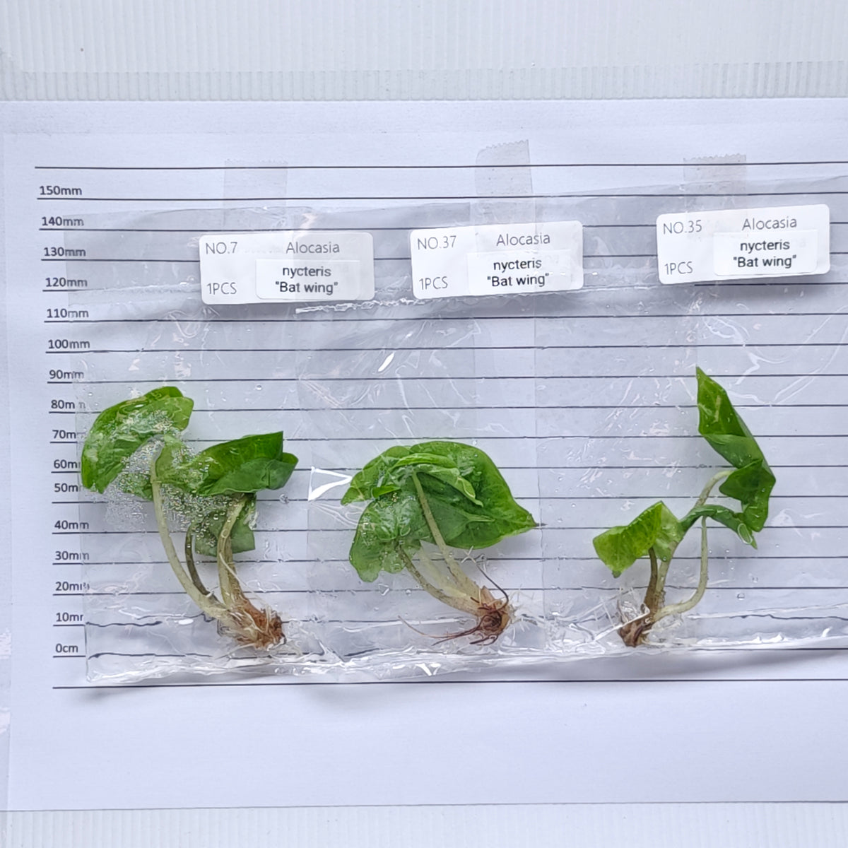 Alocasia nycteris 'Batwing' (1plant/bag) - Tissue culture
