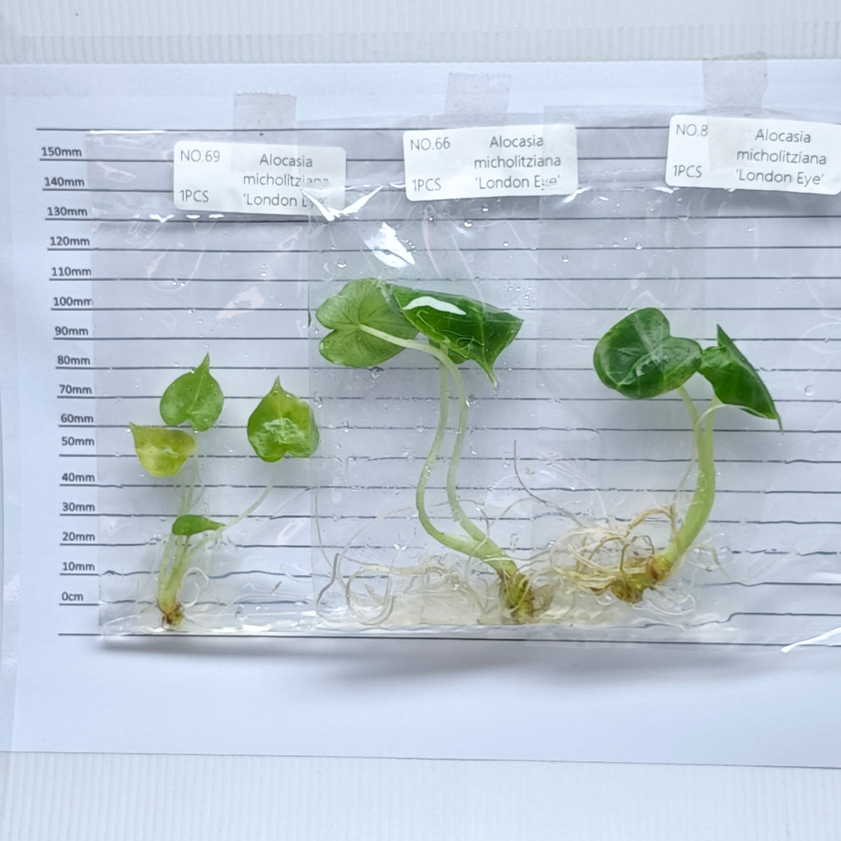 Alocasia London Eye (1plant/bag) - Tissue culture