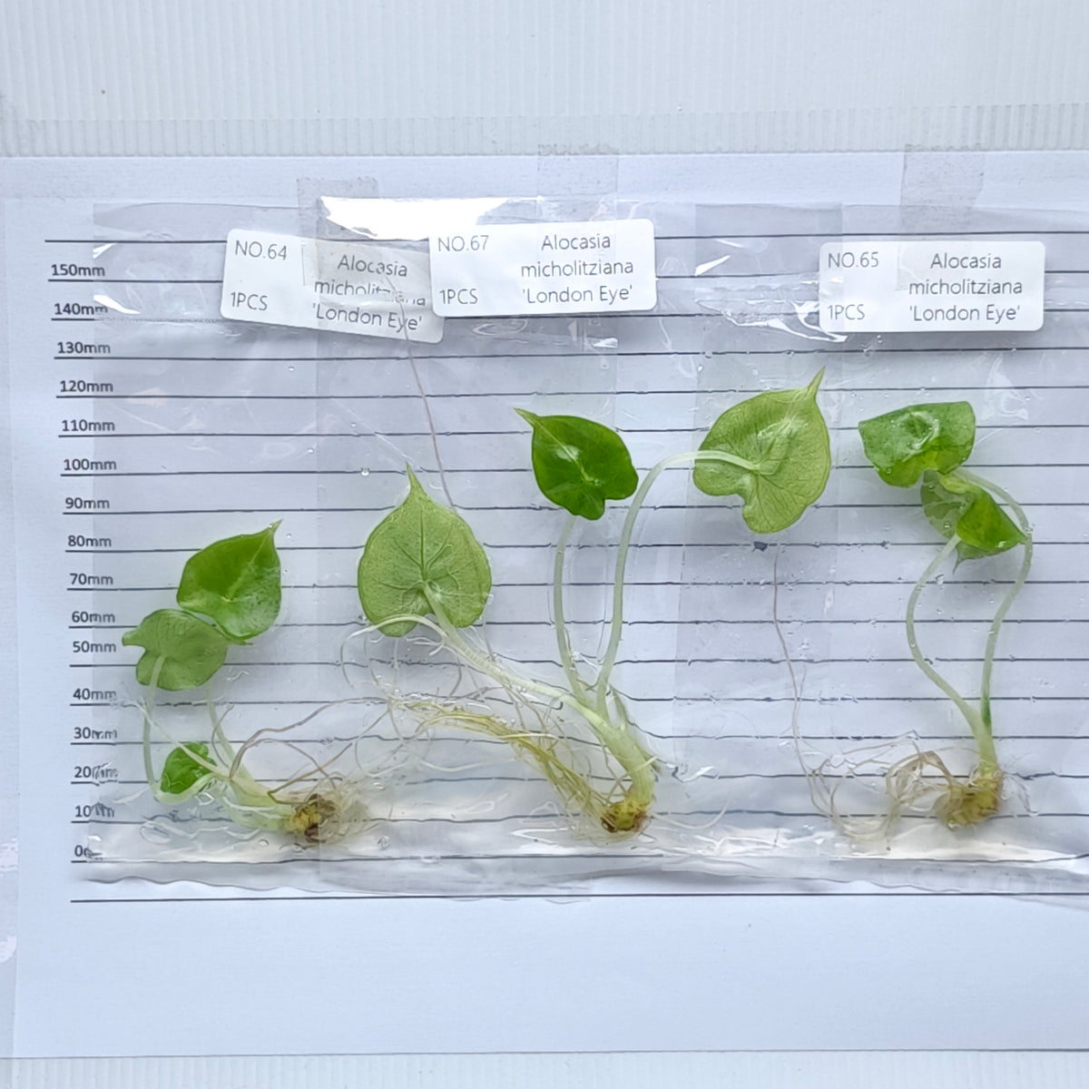 Alocasia London Eye (1plant/bag) - Tissue culture