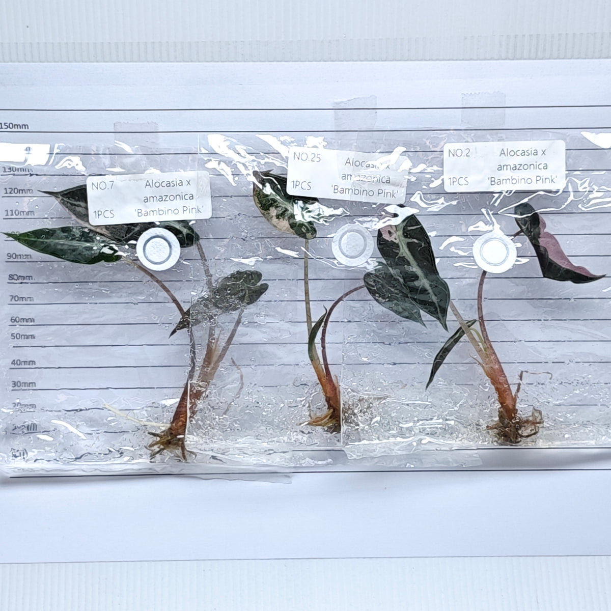 Alocasia Bambino Pink Variegated (1plant/bag) - Tissue culture