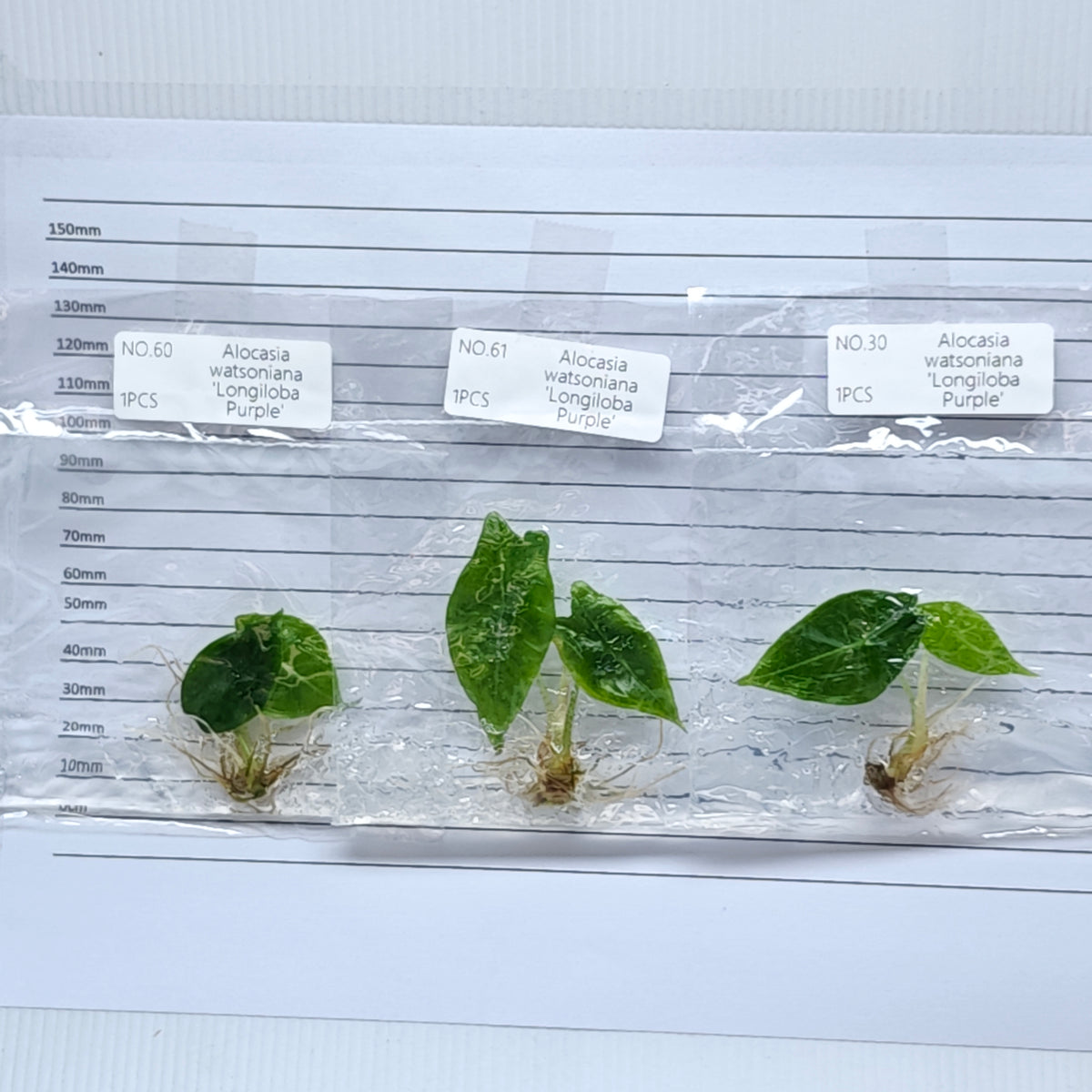 Alocasia longiloba Purple (1plant/bag) - Tissue culture